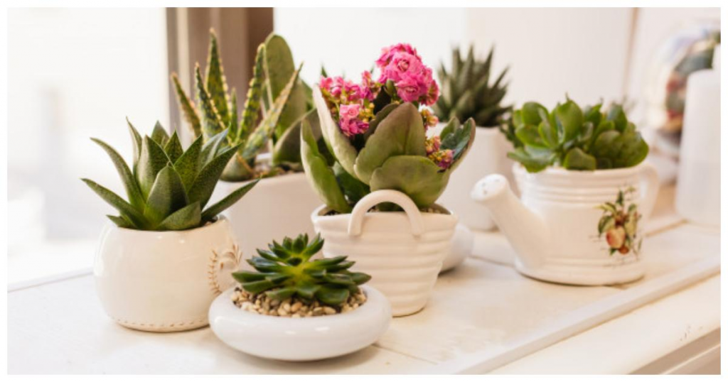 plantas, comunidad verde