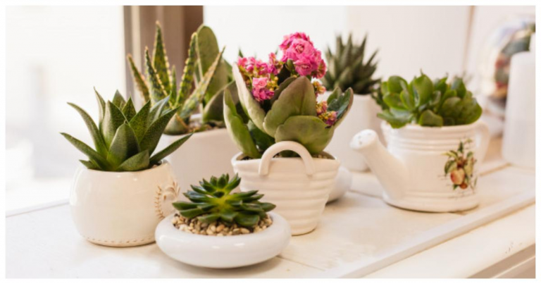 plantas, comunidad verde