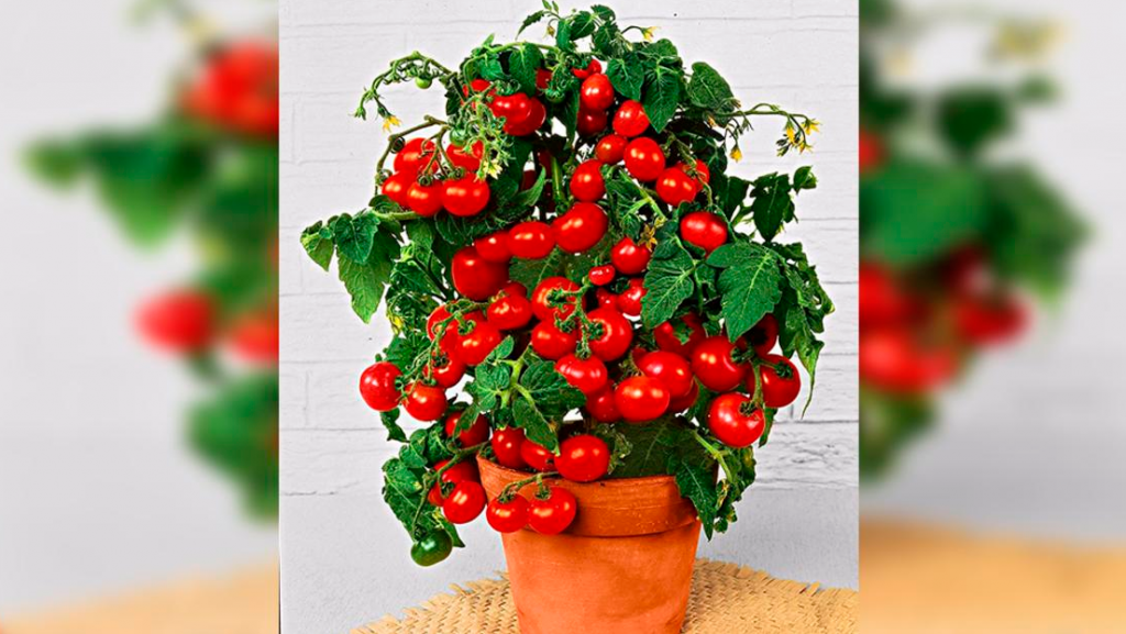 tomate cherry