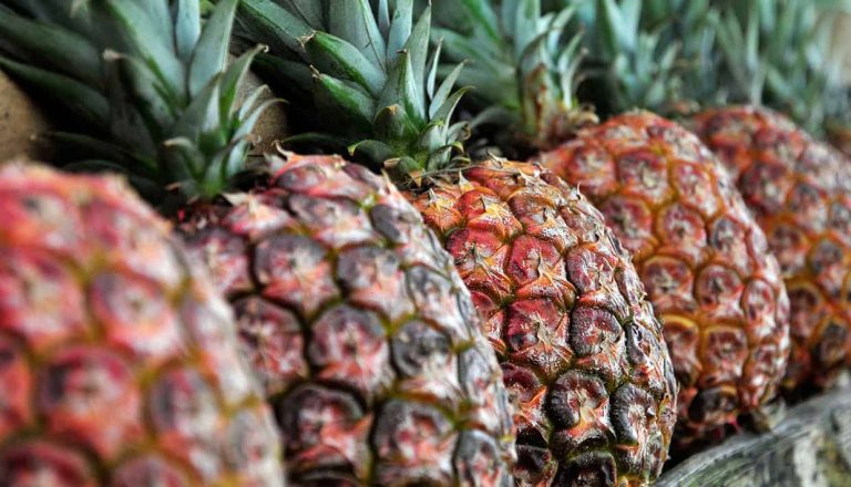 Cultivo de piñas en casa: cómo sembrar y cuidar tu propia planta tropical