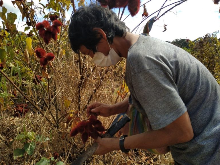 Aprueban plan monitoreo de contaminantes de alimentos agropecuarios 2020