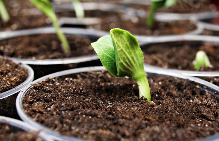 Huerto casero: ideas y consejos para tener tus alimentos frescos