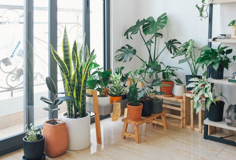 Conoce los beneficios purificadores de las plantas en tu hogar