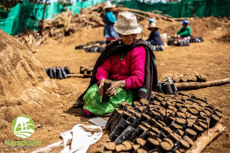 proyecto de reforestación