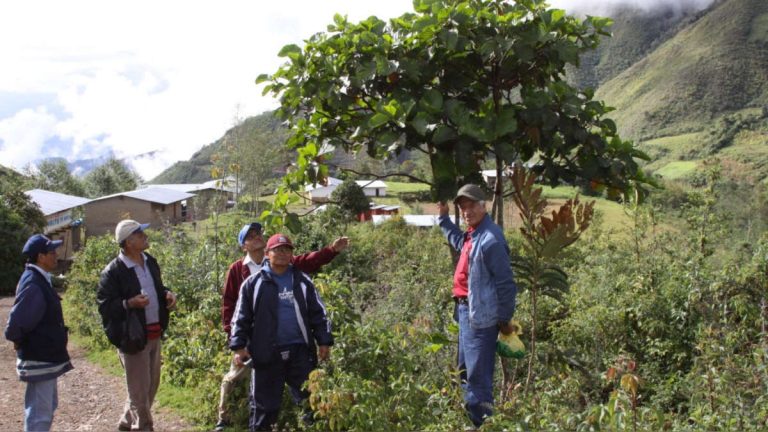 Árbol de la quina: especie emblemática del Escudo Nacional se repoblará en 10 regiones