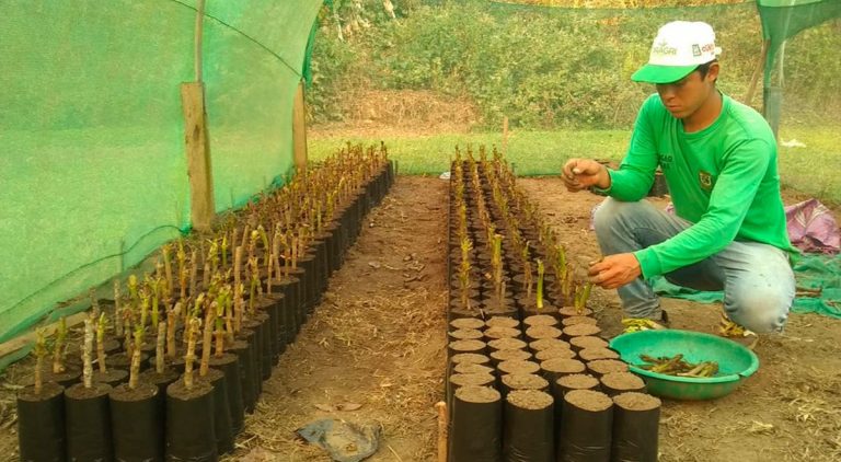 Inician recolección de semillas para repoblamiento forestal de 60 mil plantones de la quina