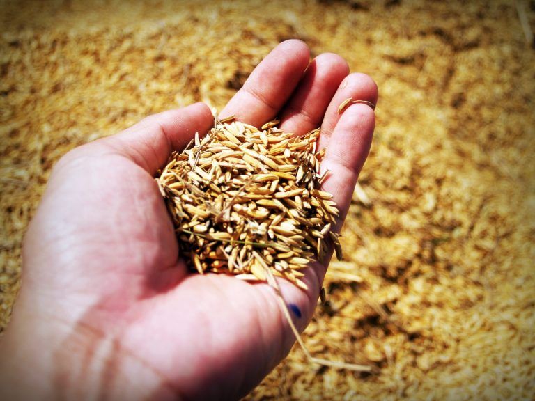 Lanzan conferencias virtuales sobre las buenas prácticas en la producción de arroz
