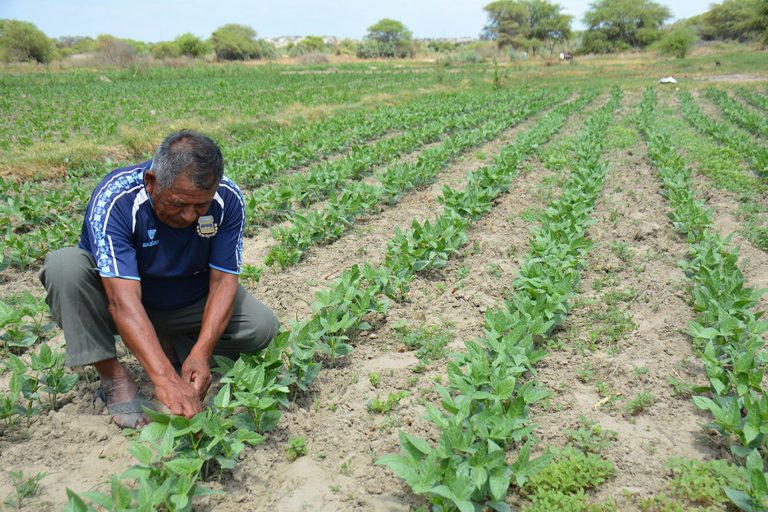 Ya está operativo Seguro Agrícola Catastrófico dirigido a pequeños agricultores