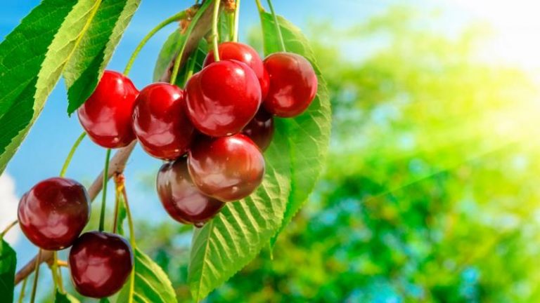 Cereza peruana competiría en países asiáticos y Europa