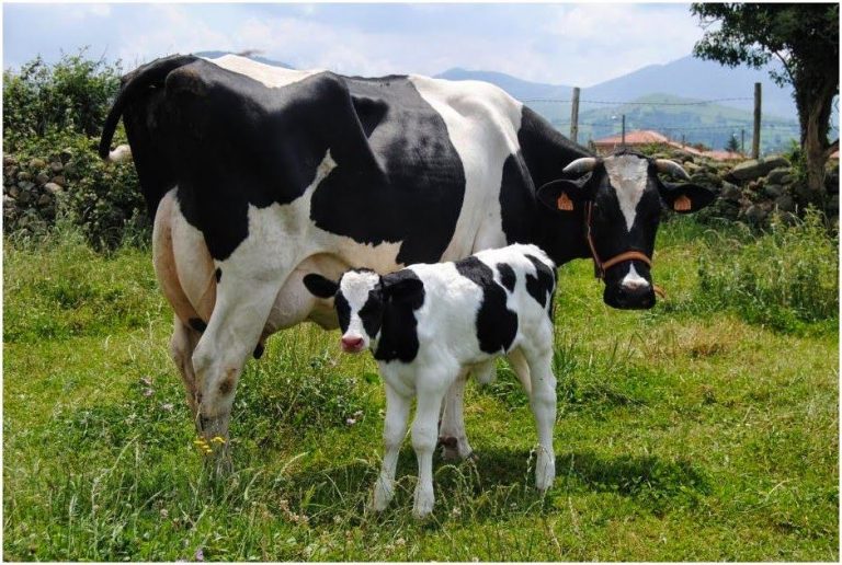El mestizaje de vacas Holstein mejora la fertilidad y producción de leche