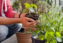 Vegetales que puedes cultivar en macetas y disfrutar siempre frescos en casa