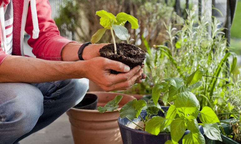 Conoce los vegetales que puedes cultivar en una maceta Conoce los vegetales que puedes cultivar en una maceta