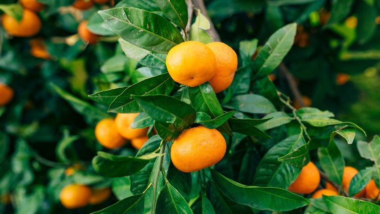 Perú espera que exportaciones de cítricos superen las 200 mil toneladas