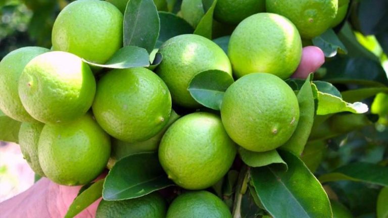 Desarrollan plantones de limón libres de patógenos y colonizados por microorganismos benéficos