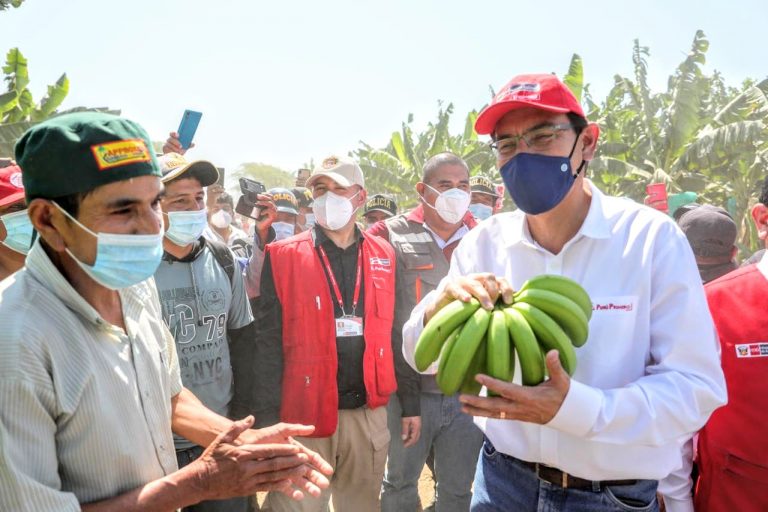 Vizcarra supervisó infraestructura de productores de banano orgánico en Piura