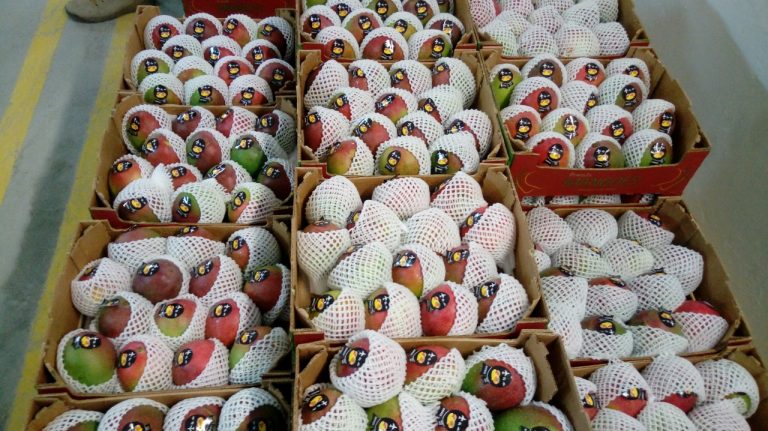 Productores de mango se preparan para el inicio de la campaña de exportación 2020-2021 en Piura