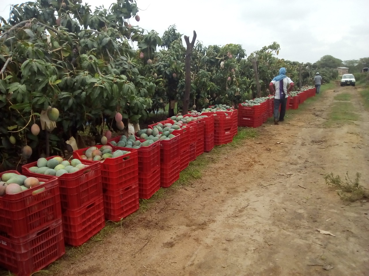 Productores De Mango Se Preparan Para El Inicio De La Campaña De Exportación 2020 2021 En Piura 8678