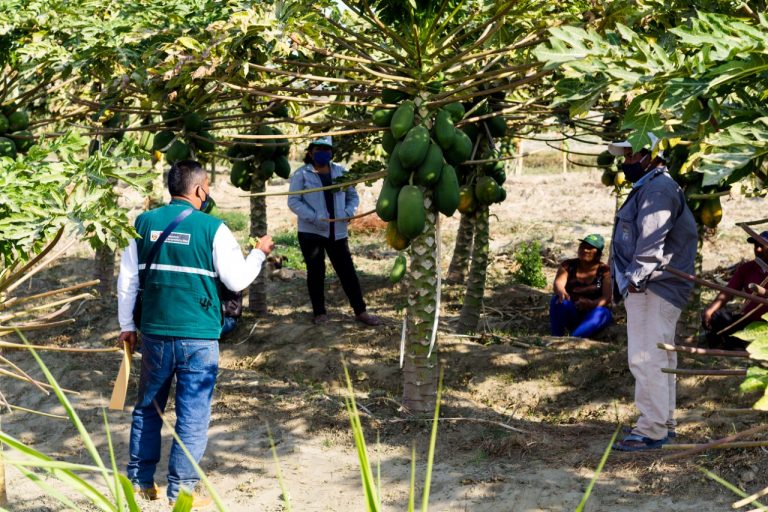 Productores piuranos conforman comités para erradicación de moscas de la fruta