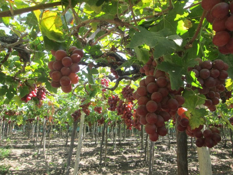 Beneficios tributarios del sector agroexportador deben reducirse gradualmente Beneficios tributarios del sector agroexportador deben reducirse gradualmente