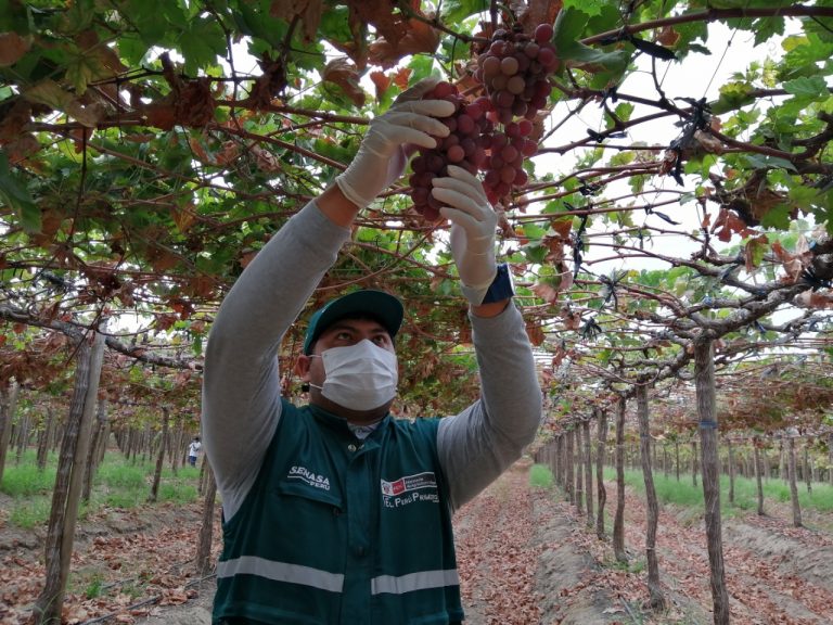 Productores piuranos inician campaña de exportación de uva de mesa 2020- 2021