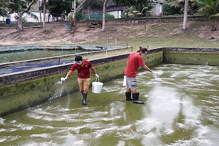La acuaponía y su gran aporte al uso eficiente del agua en la agricultura