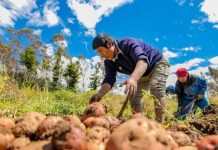 Agricultores peruanos reafirmaron su fortaleza en en la etapa más difícil de COVID-19