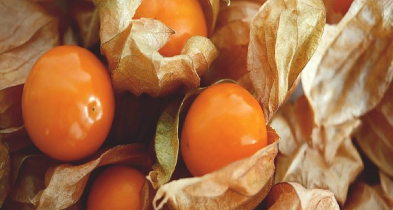 Exportaciones de aguaymanto solo han sumado 150 toneladas en lo que va del año Exportaciones de aguaymanto solo han sumado 150 toneladas en lo que va del año