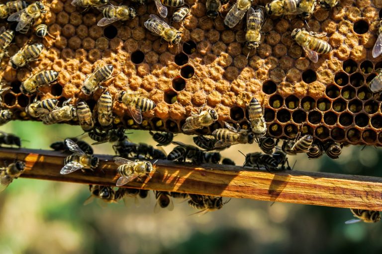 Perú produce 2.314 toneladas de miel de abeja anualmente