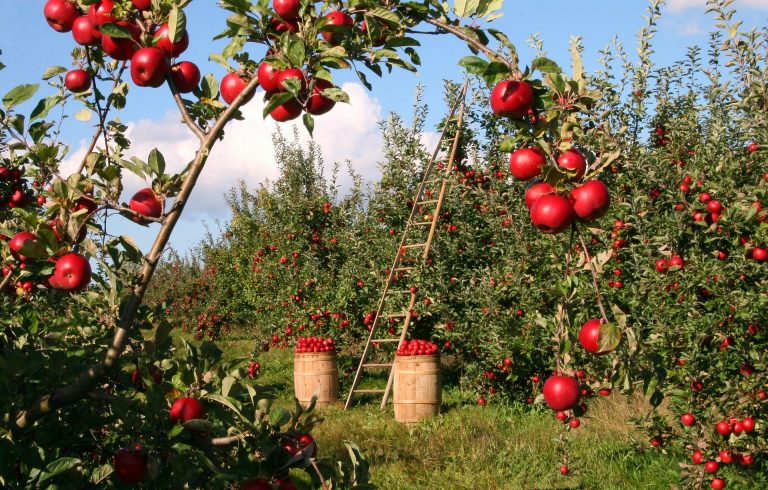 Cultivos genéticamente modificados podrían impulsar industria frutícola