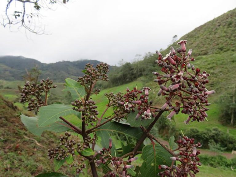 Investigan potencialidad del genoma nuclear del árbol de la quina