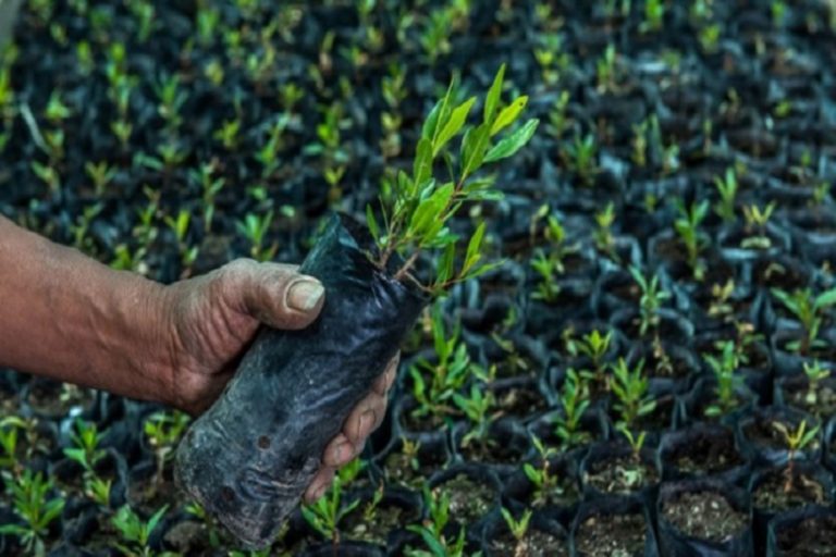 Árbol le devolvió la esperanza de vida a una comunidad de Cañete