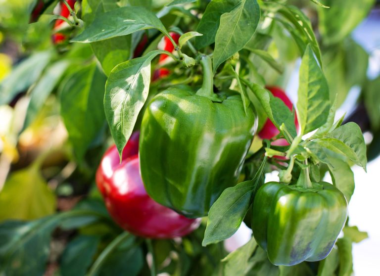 Exportaciones peruanas de pimiento crecen 12% en volumen y 13% en valor