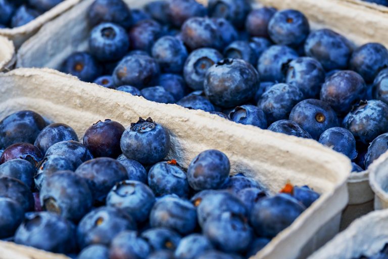 Conoce el impacto de los hongos de la madera en el cultivo de arándanos peruanos