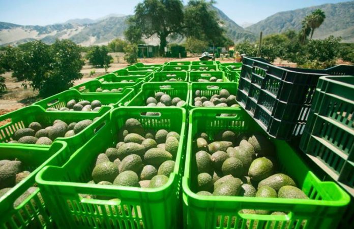 Pequeños productores generan US$ 400 millones en exportaciones de palta