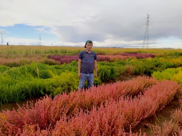 Desarrollan «cañihuarroz»,  para combatir la desnutrición en Puno