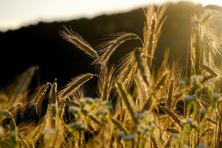La agricultura contribuye en la solución para el desarrollo del Perú