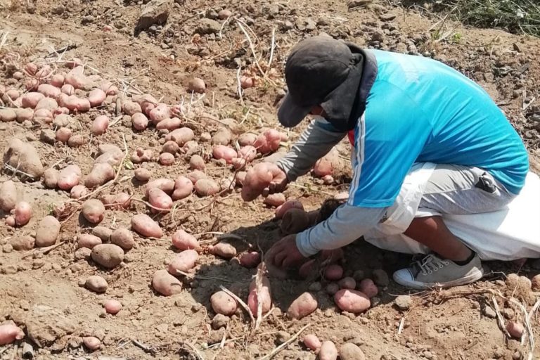 Comunidades campesinas venderán 300 toneladas de papa para mercados itinerantes