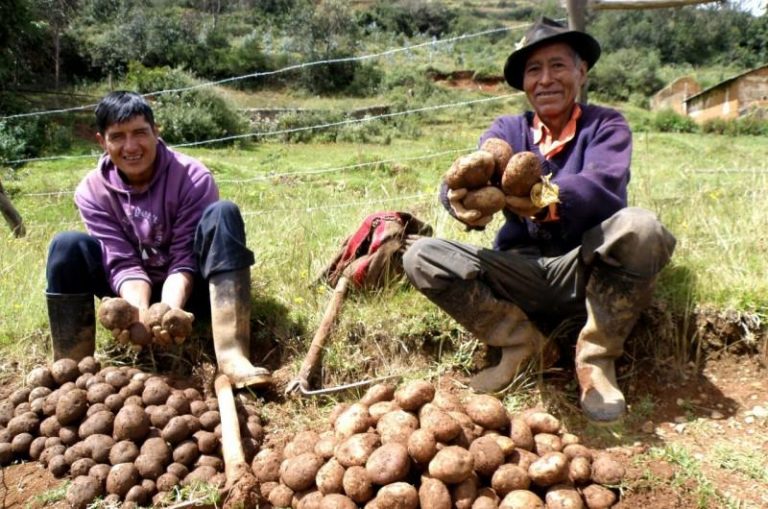 Desarrollan Manual Técnico para mejorar calidad y producción de la papa
