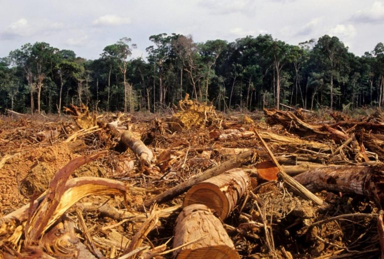 Perú es el quinto país más deforestado del mundo