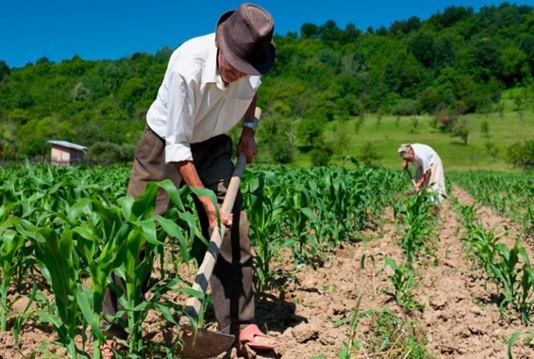 Lluvias en Piura generaron pérdidas de más de 230 millones de soles en sector agrario