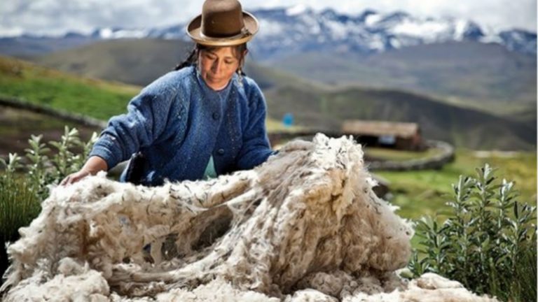 Envíos de fibra de alpaca sumaron US$ 16.8 millones en el primer semestre del año