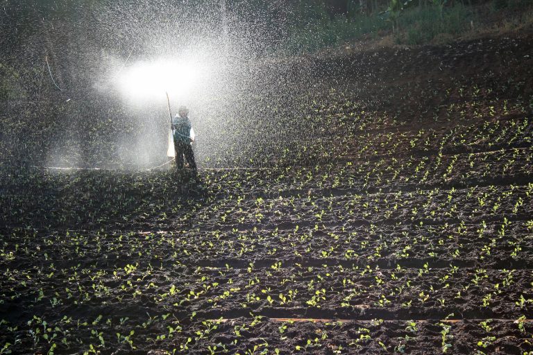 Los fertilizantes foliares siguen ganando la confianza de la industria agrícola