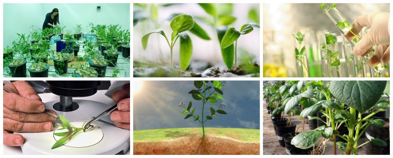 Conoce más sobre la fisiología Vegetal en cultivos de exportación