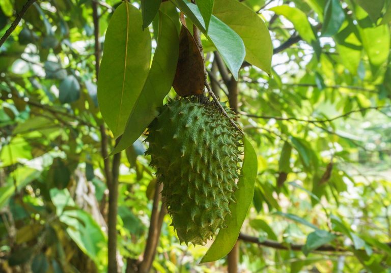 Agricultores incrementan producción de guanábana con proyecto de innovación