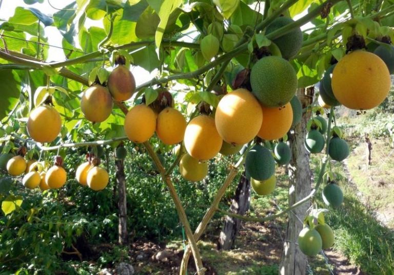 Apuestan por el cultivo de la granadilla para impulsar la agricultura
