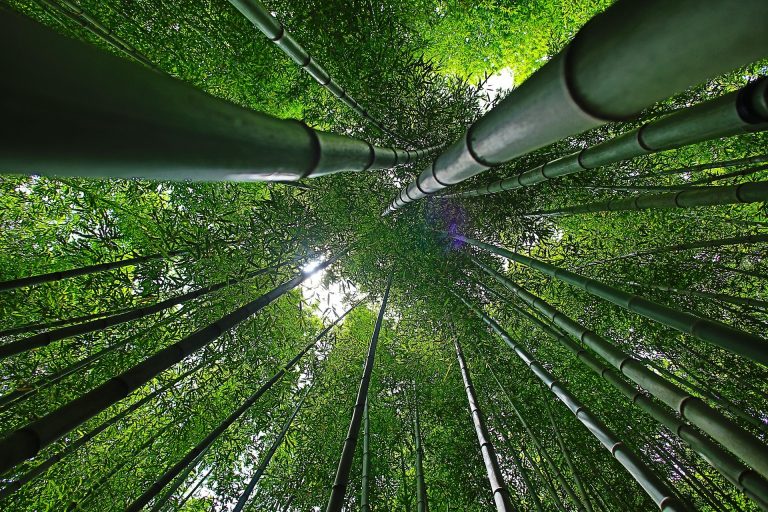 Una hectárea de bambú captura 40 % más CO2 contribuyendo al cambio climático en Perú