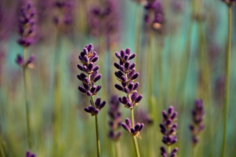 Conoce qué plantas aportan energía positiva para tu hogar
