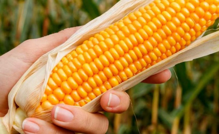 Descartan presencia de transgénicos en zonas productivas de maíz amarillo, alfalfa y algodón