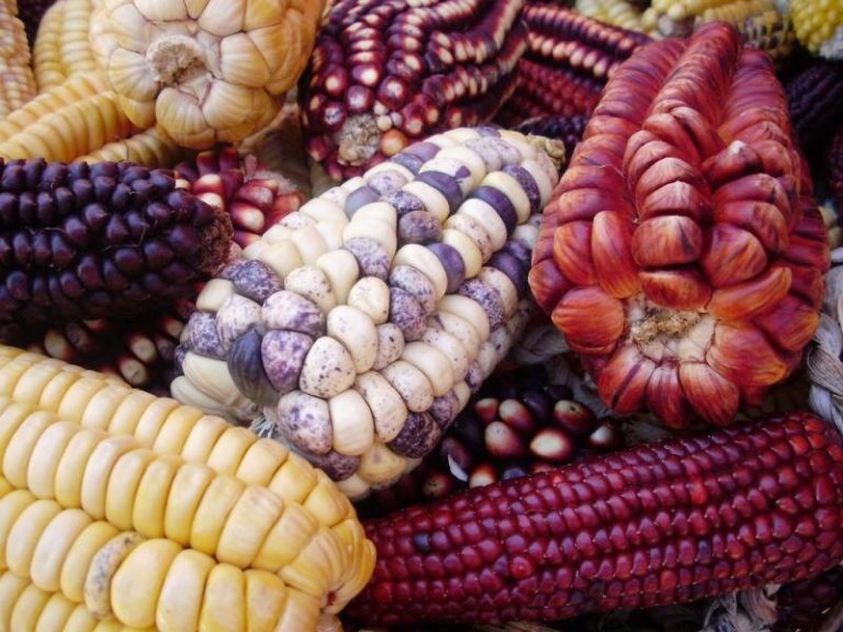 El maíz amiláceo representó el 10% del total de hectáreas de cultivos transitorios del país