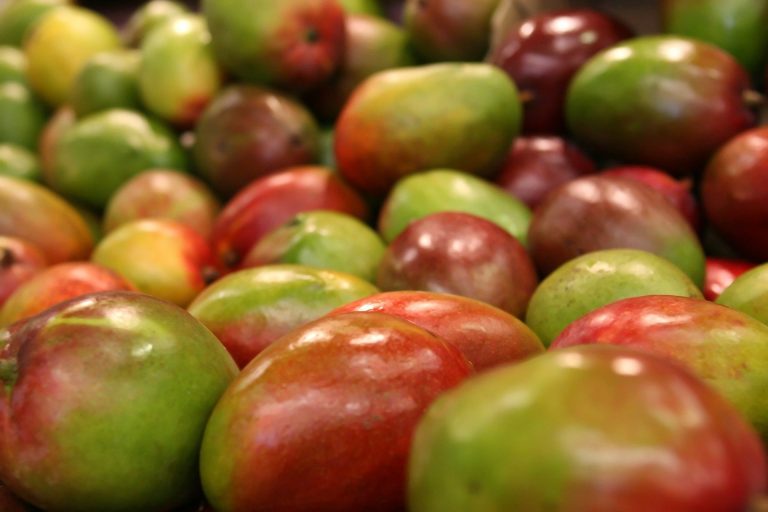 Producción de mango piurano en riesgo por histórico déficit de agua